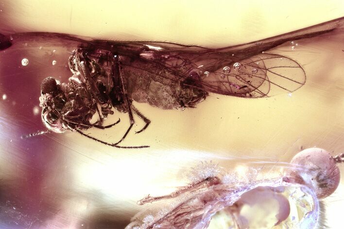 Detailed Fossil Barklouse (Psocodea) In Baltic Amber #372589